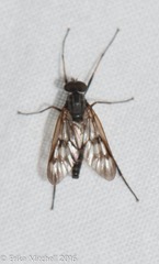 Rhagio mystaceus