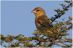 Ploceus jacksoni