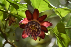 Passiflora alata