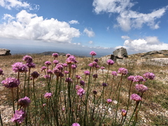 Armeria sampaioi