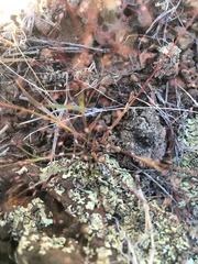 Muhlenbergia fragilis