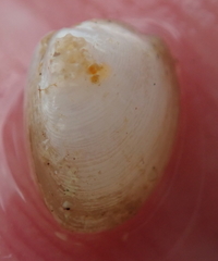 Linucula hartvigiana