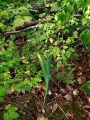 Iris domestica