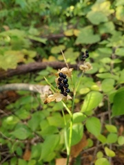 Iris domestica