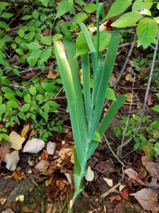 Iris domestica