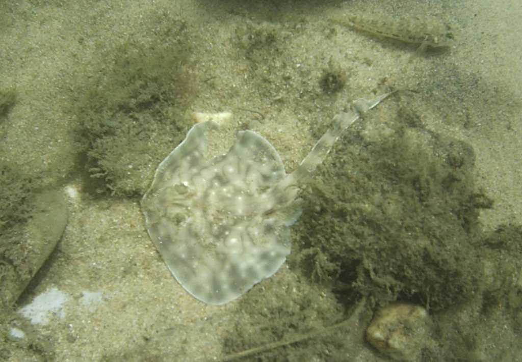 Undulate ray lying on a seabed covered in green algae, seen from above
