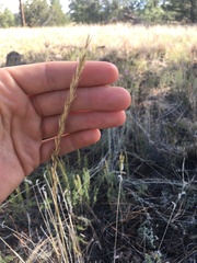 Elymus trachycaulus