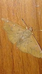 Dyscophellus ramon