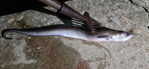 Conger conger