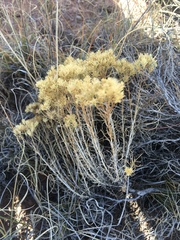 Chrysothamnus greenei