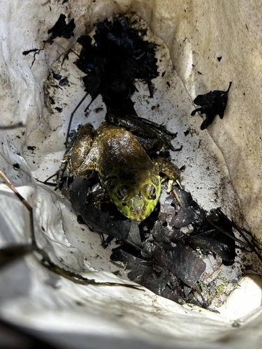 iNaturalist observation photo of American Bullfrog