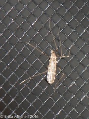Erioptera