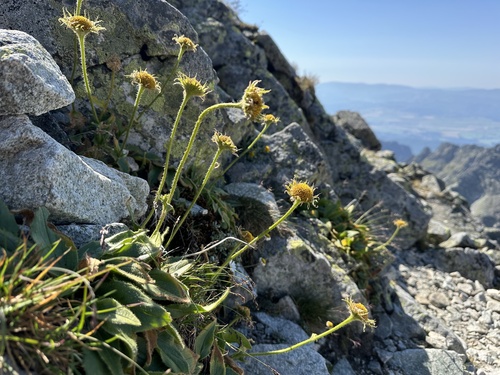 Doronicum clusii, photograph 6