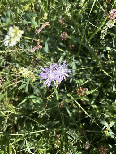 common blue lettuce