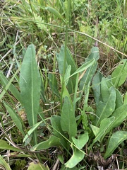 Hartwrightia floridana