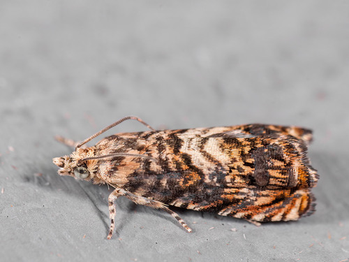Pammene gallicolana