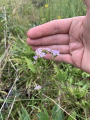 Hartwrightia floridana