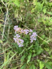 Hartwrightia floridana