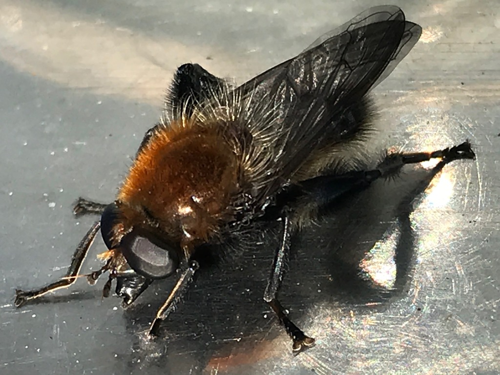 Crioprora