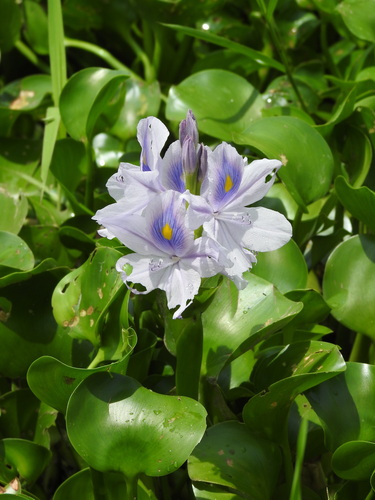common water hyacinth