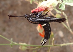 Hymenoclea palmii