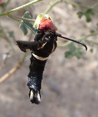 Hymenoclea palmii