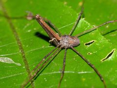 Pantopsalis albipalpis