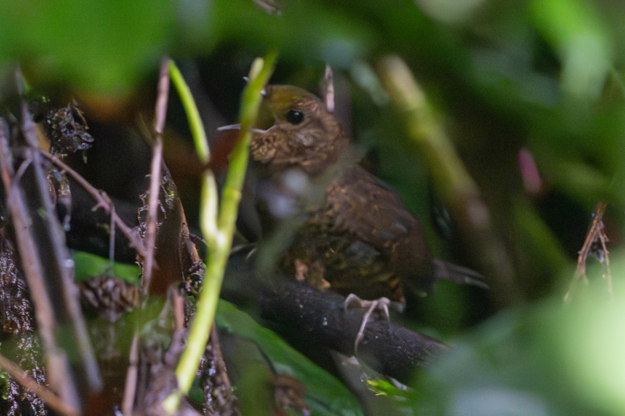 Silvery-fronted Tapaculo (Scytalopus argentifrons), photo 3