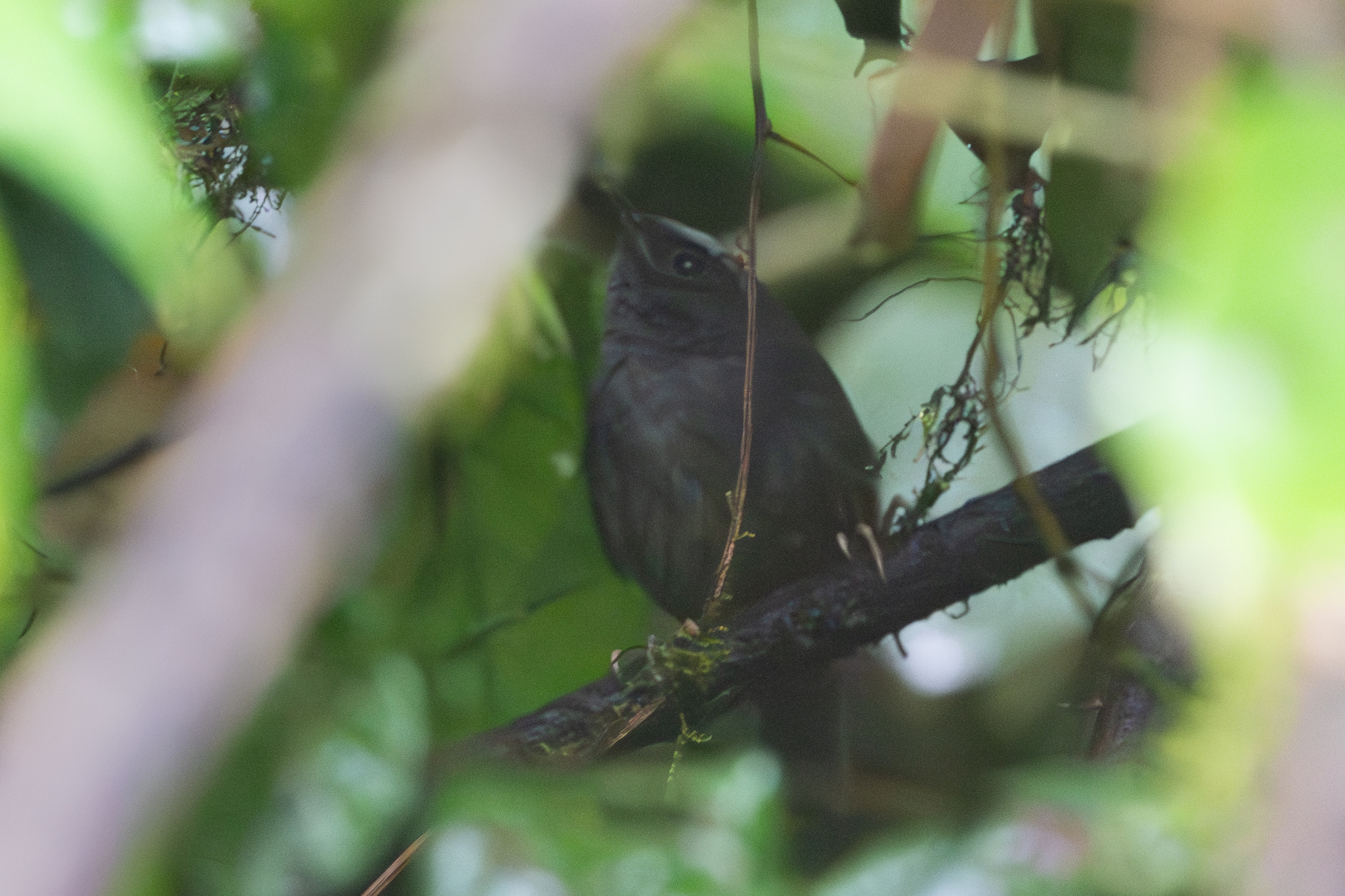 Silvery-fronted Tapaculo (Scytalopus argentifrons), photo 7