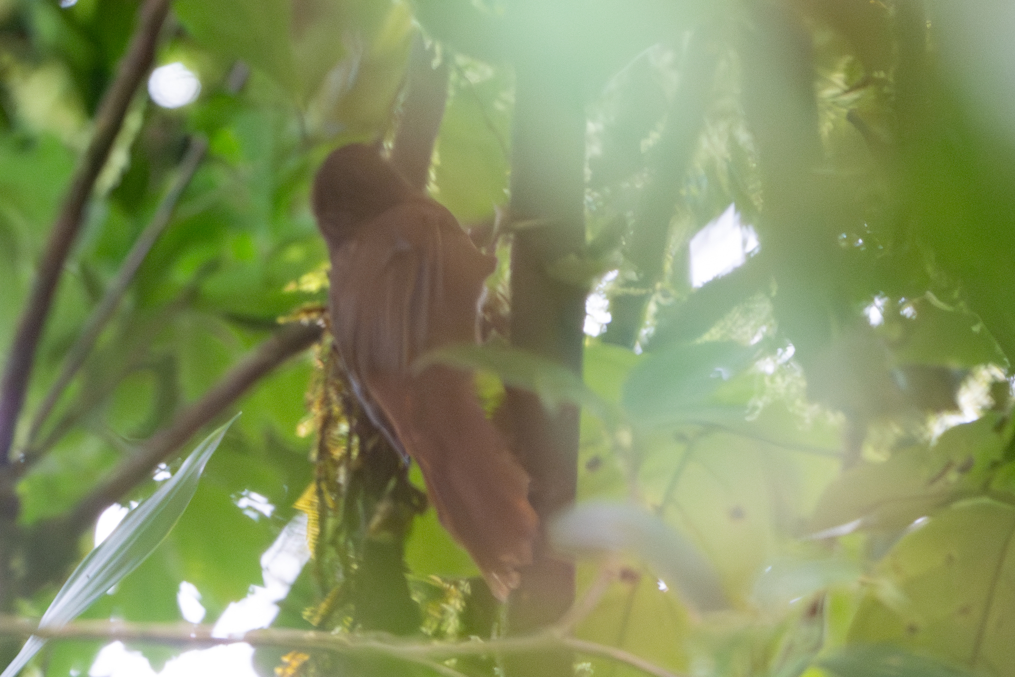 Lineated Foliage-gleaner (Syndactyla subalaris), photo 7