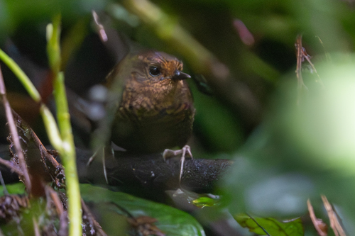 Silvery-fronted Tapaculo (Scytalopus argentifrons), photo 8