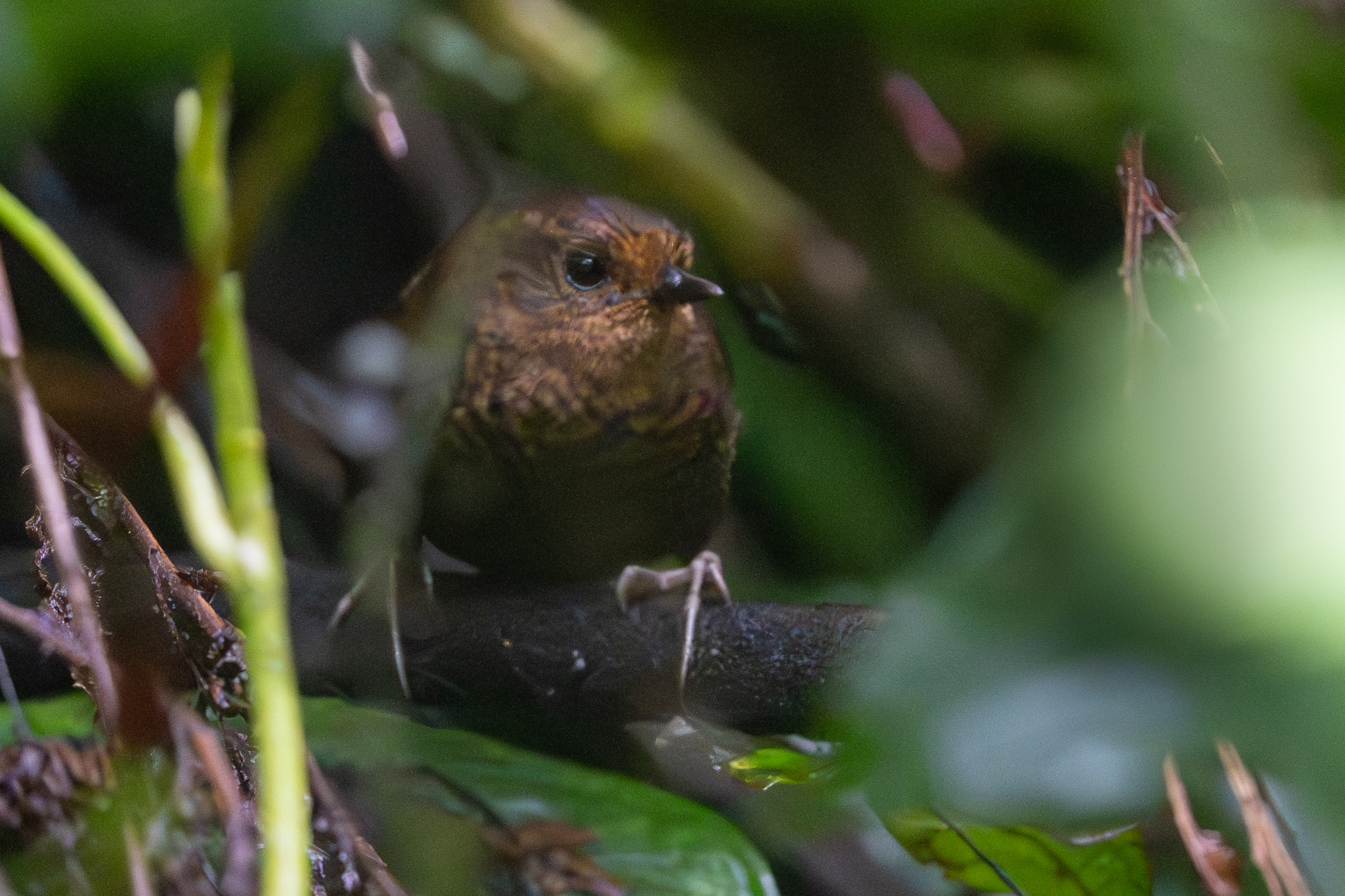 Silvery-fronted Tapaculo (Scytalopus argentifrons), photo 2