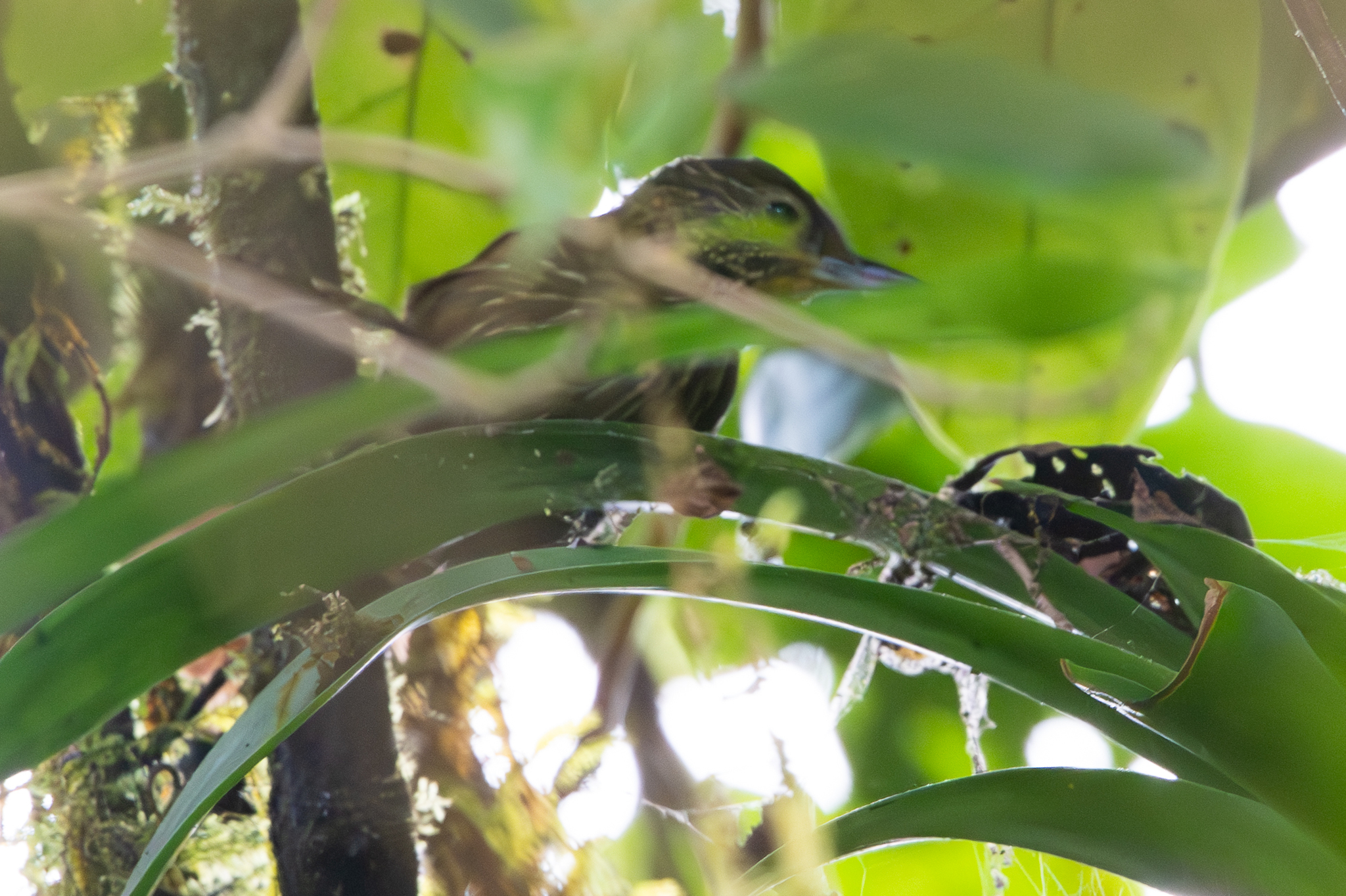 Lineated Foliage-gleaner (Syndactyla subalaris), photo 6