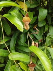 Aristolochia maxima