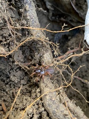 Myrmekiaphila comstocki