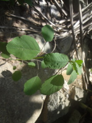 Porophyllum punctatum