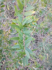 Salix