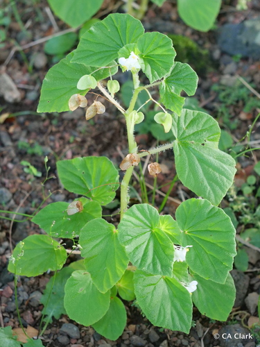 Begonia hirtella