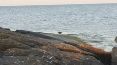 Halichoerus grypus grypus