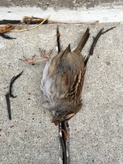 Zonotrichia albicollis