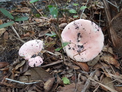 Russula hixsonii