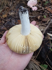 Russula hixsonii