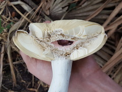 Russula hixsonii