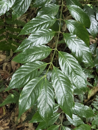 Lasianthus formosensis iNat (2)