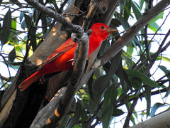 Piranga rubra