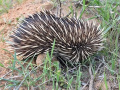 Tachyglossus aculeatus acanthion