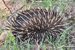 Tachyglossus aculeatus acanthion