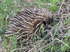 Tachyglossus aculeatus acanthion