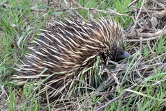 Tachyglossus aculeatus acanthion