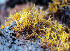 Ahnfeltiopsis concinna